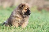 CHOW CHOW 333